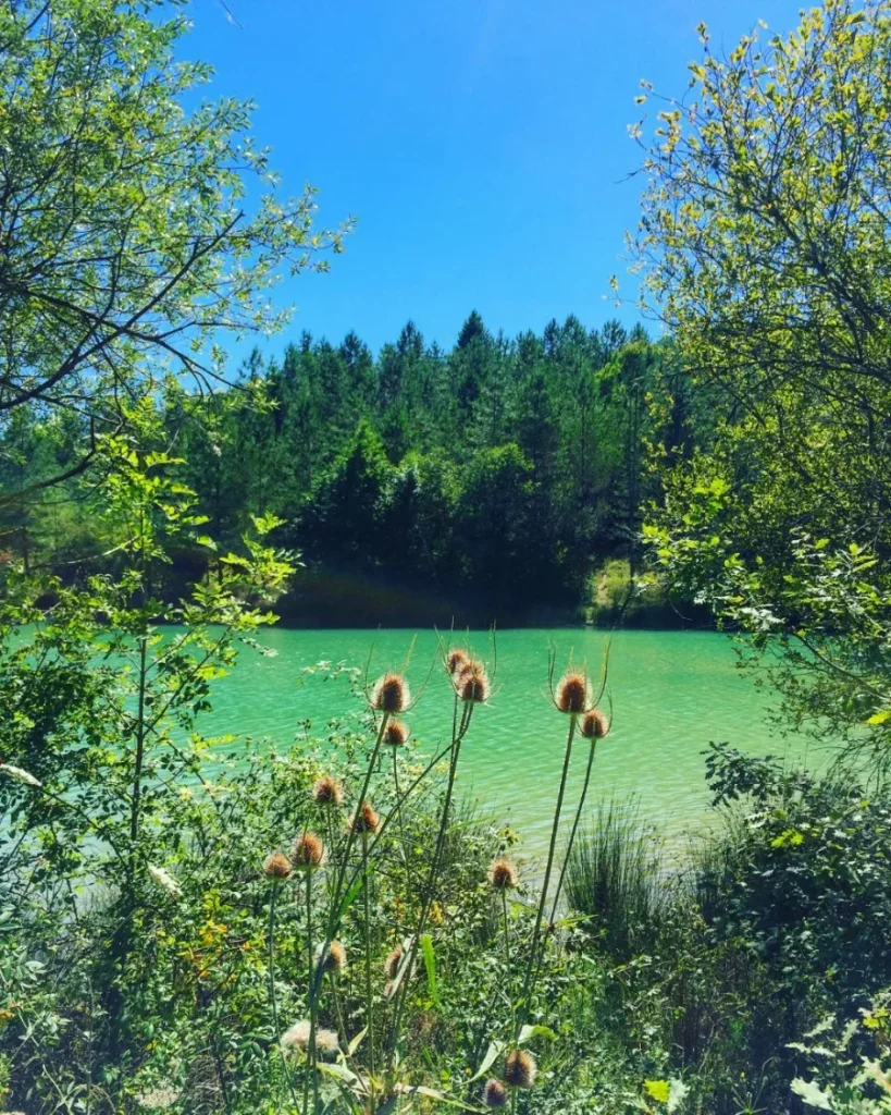 Roseaux, paysage eau verte, forêt, Lac Lacoste à lupiac