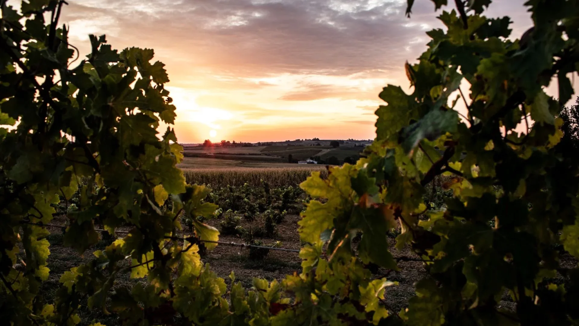 Floc de Gascogne vineyard landscape