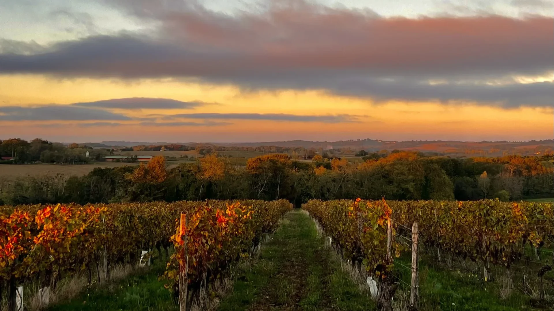 early evening autumn vineyard landscape with orange sky
